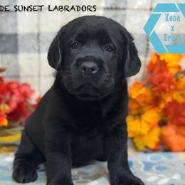 Light blue collar - Black male Labrador Retriever puppy in Beaverdam, Virginia from Riverside Sunset Labrador Retrievers