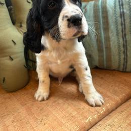 Slate - Black white and tan English Springer Spaniel puppy in Park Rapids, Minnesota from Lakeside Summit Springers