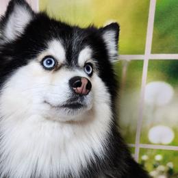 RZR - Pomsky