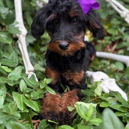 Monica - Trained and vaccinated. - Tri-color female Bernedoodle puppy in Herriman, Utah from Gypsi Doodles & Poodles LLC.