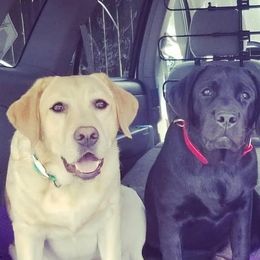 Labrador Retrievers from SandStorm Labradors