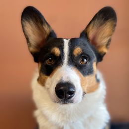 Gus - American Corgi