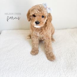 Charm - Apricot female Maltipoo puppy in Huntsville, Texas from Nelson Creek Farms