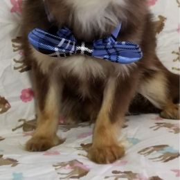 Johnny - Chihuahua