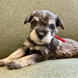 Rosie- AKC - Red - Salt and pepper female Miniature Schnauzer puppy in Wheeler, Wisconsin from Sue’s Miniature Schnauzers