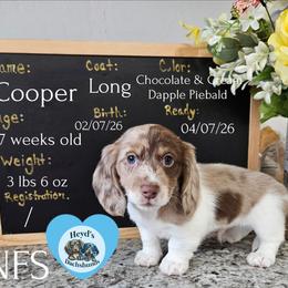 Cooper - Dapple male Dachshund puppy in Hoquiam, Washington from Heyd's Mini Dachshunds