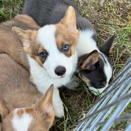 Robin - Sable male Pembroke Welsh Corgi puppy in Millsap, Texas from Punchy Pembroke Ranch
