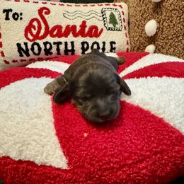Girl 2 - Brindle female Dachshund puppy in Franklin, Tennessee from Wendy's Weenies