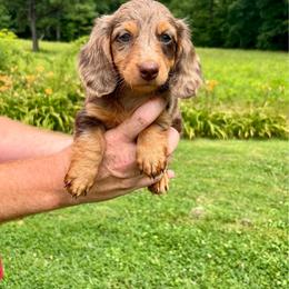 Luna - Dapple female Dachshund puppy in Milroy, Pennsylvania from Not Your Average Weiner