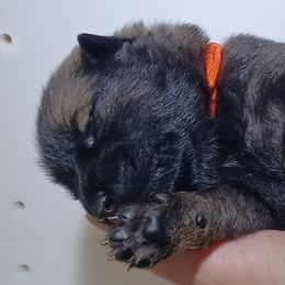 Yancy Orange Collar - Wolfgray female Eurasier puppy in Lakewood, Ohio from Exquisite Eurasier