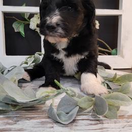 Aussiedoodle and Goldendoodle Puppies from Hunting Creek Kennels