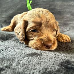 Philip - Merle male Cockapoo puppy in Adrian, Oregon from ApplebyFarm