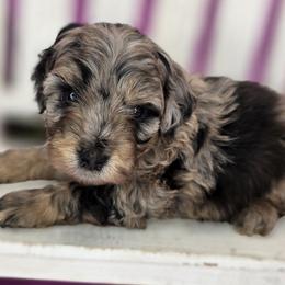 Pip - Merle male Goldendoodle puppy in Decatur, Tennessee from Diamond's Doodles