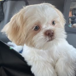 Ginger - Shih Tzu