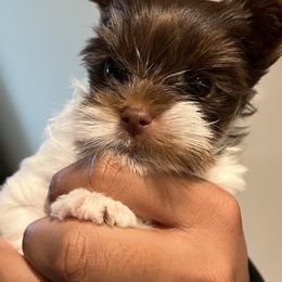 Yorkshire Terriers from Trendy Yorkies