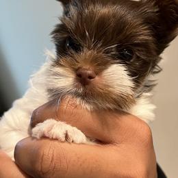 Yorkshire Terriers from Trendy Yorkies