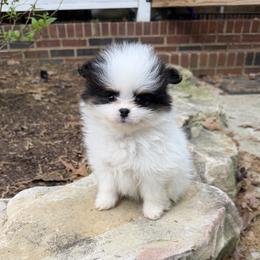 Baby girl - Cream parti female Pomeranian puppy in Marshville, North Carolina from POM POM LOVE