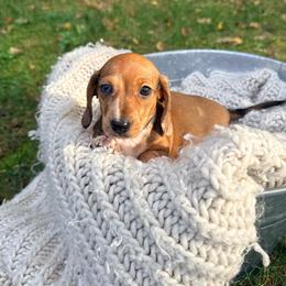 Girl 1 - Dapple female Dachshund puppy in Crossville, Tennessee from Golden Mini Farm