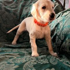 Orange Boy - Kumar - Cream male Saluki puppy in Los Angeles, California from Srinagar Salukis