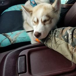 Siberian Husky Puppies from Crazy Cookies Huskies