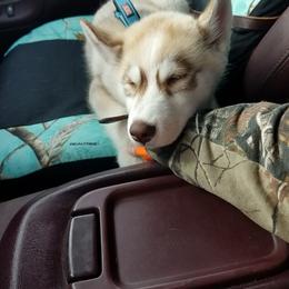 Siberian Husky Puppies from Crazy Cookies Huskies