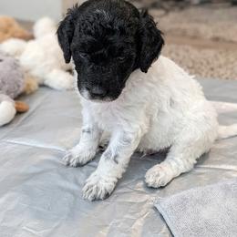 Cowgirl - Parti female Poodle puppy in Milton Freewater, Oregon from Doodlesrfun