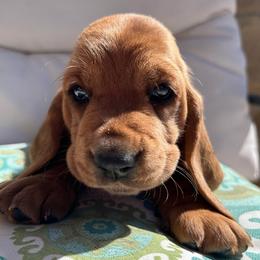 Poppy - Mahogany and white female Basset Hound puppy in Pflugerville, Texas from Mountain Mama Bassets