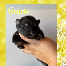 Anakoa - Black and tan female Companion Cross puppy in Willow Spring, North Carolina from GTBBF Pomeranians