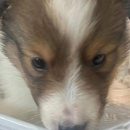 BLACK COLLAR - Sable and white female Shetland Sheepdog puppy in Chipley, Florida from Stacey's Shelties