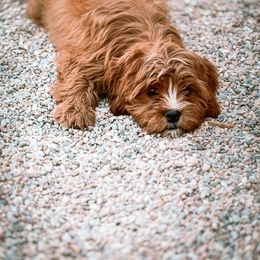 Cavapoo, Cavapoochon, and Companion Cross Puppies from Habibi Bears