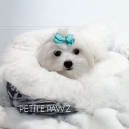 Boy 2 - Maltese puppy from Petite Pawz