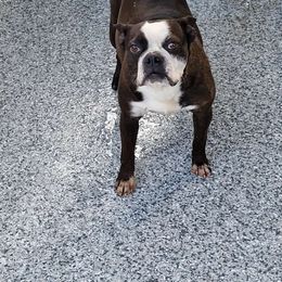 Moon - Boston Terrier