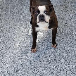 Moon - Boston Terrier