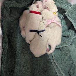 Girl 3 - White female Samoyed puppy in Effingham, Illinois from The Office Pups