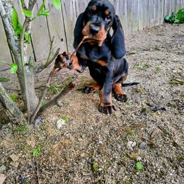 Black and Tan Coonhound Puppies from Toodaloo Coonhounds