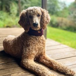 Cosmo - Apricot male Poodle puppy in Otto, North Carolina from Wild Suns Farm