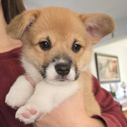 Panda - Red female Pembroke Welsh Corgi puppy in Warners, New York from Stone Cottage Corgis of Ny