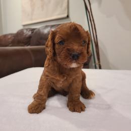 Boy 1 - Apricot male Cavapoo puppy in Atmore, Alabama from Gulf Coast Puppies