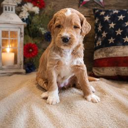 Double Doodle, Goldendoodle, and Labradoodle Puppies from Godley Doodles Of Texas
