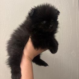 Genie - Black female Pomeranian puppy in Texas from Tiny Tornado Poms