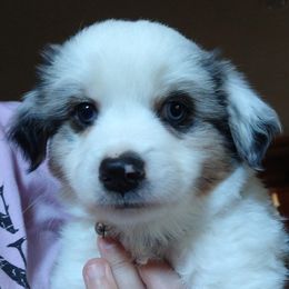 Australian Shepherds from Cedar Valley Aussie's