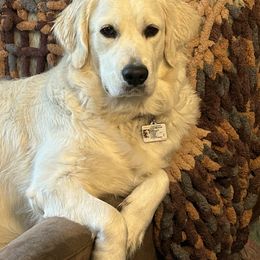 Golden Retrievers from Liberty English Cream Golden Retrievers