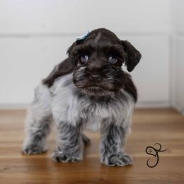 Gladdis - Parti Miniature Schnauzer puppy in Diamond Valley, Utah from JoJo's Schnauzers