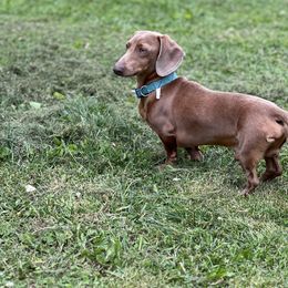 Ollie - Dachshund