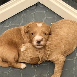Casanova - Red  male Goldendoodle puppy in Bradenton, Florida from Christianna’s Mini Goldendoodles