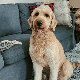 Mocha - Goldendoodle