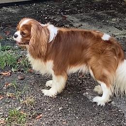 Captain - Cavalier King Charles Spaniel