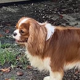Captain - Cavalier King Charles Spaniel