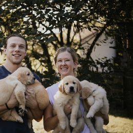 Golden Retriever Puppies from Rosemary Goldens