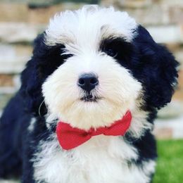 Bernedoodles and Goldendoodles from My Perfect Companion